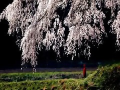 sala de aula incondicional japonês natural sakura