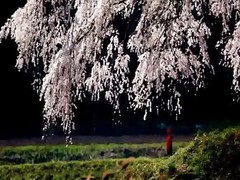 aula duro japonés natural sakura